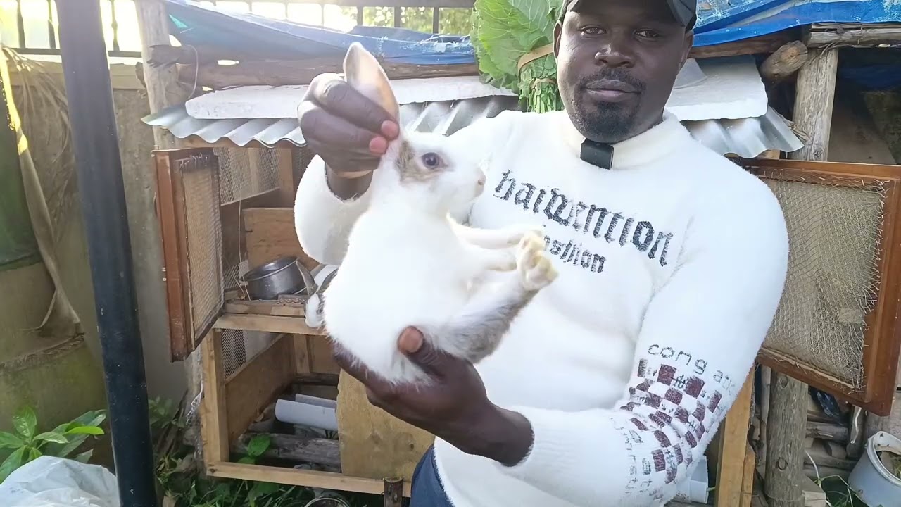 Is rabbit farming profitable? let's talk