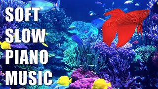 Relaxing, Soft Piano Music to Rest and Lower Your Blood Pressure screenshot 4