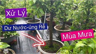 Xử lý ..Dư nước-úng rễ -giai đoạn mưa dài ngày…chăm sóc mai vàng tháng 4al