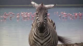 Striped Wonders The Life of a Zebra #zebra #wildlife #africa #animals #foal