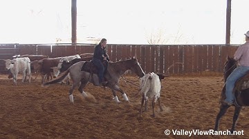 Metallic Radiance- Son of Metallic Cat! working cows! - ValleyViewRanch.net