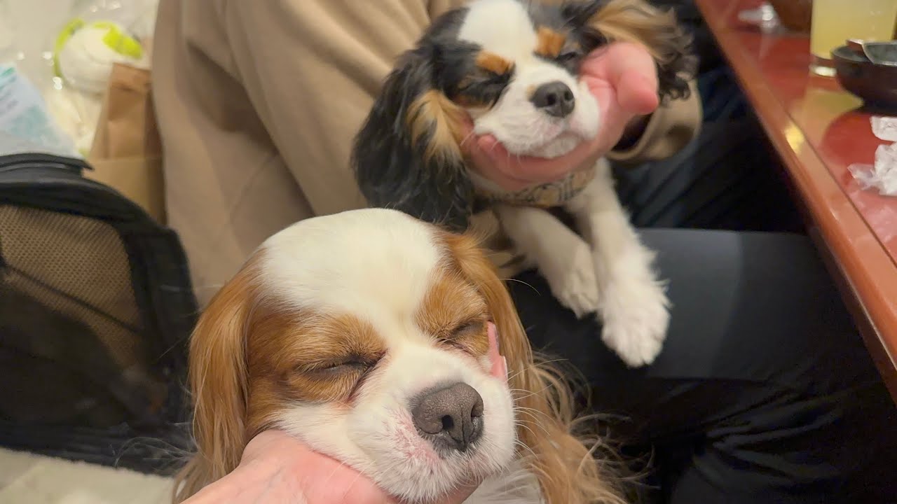 My new puppy melted when he went to eat yakiniku for the first