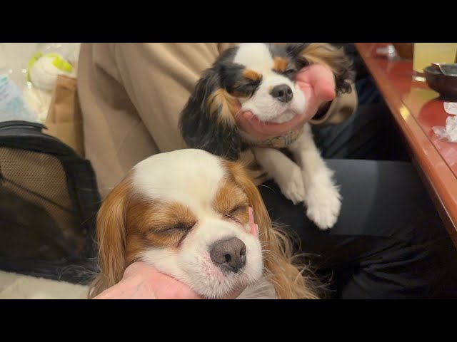 さるっち様❤キャバリアキングチャールズスパニエル♡メモリアル オブジェ♡ My new puppy's cheeks melted the first time he ate yakiniku