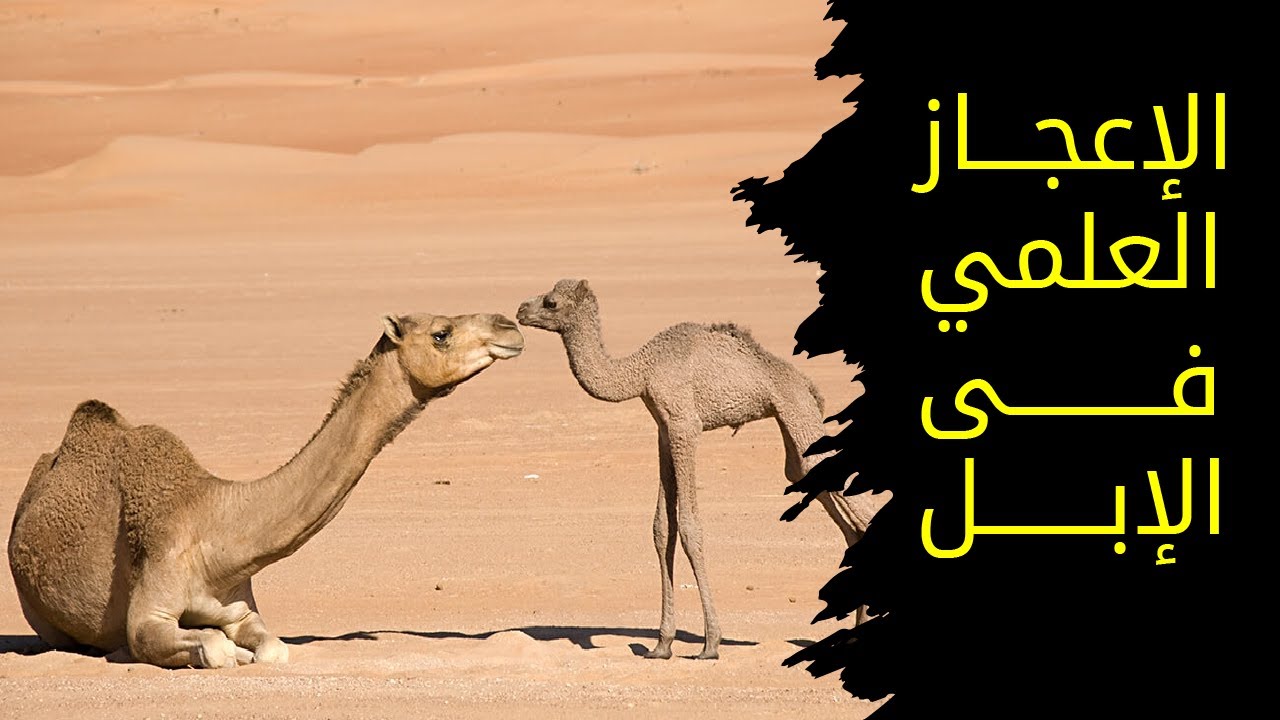 الإعجاز العلمي في خلق الإبل