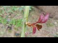 How to do Rose budding and grafting:Easy to grow rose by T Budding on another rose