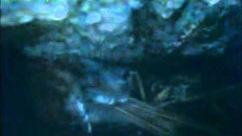 Inside a Tree creeper Nest