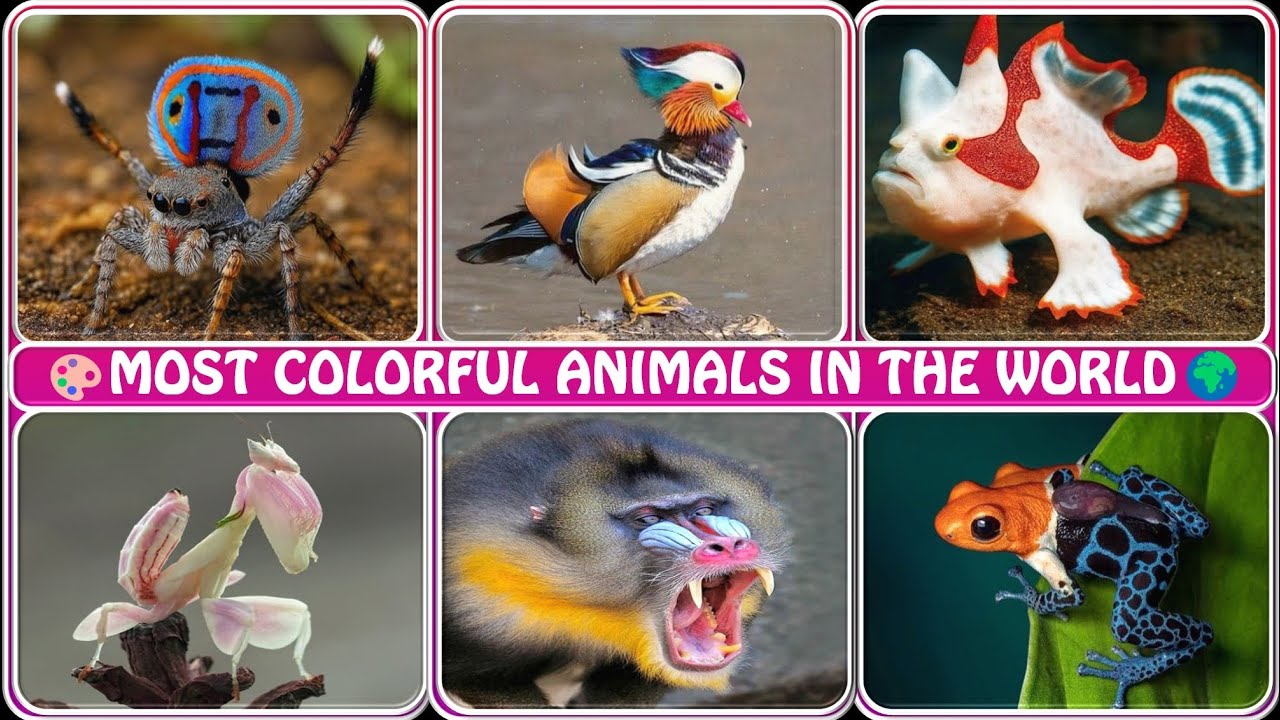 Most Colorful Animals in the World 🌈🐾 | Nature’s Vibrant Wonders