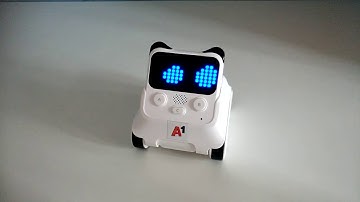 Tika do you love me? Codey Rocky project