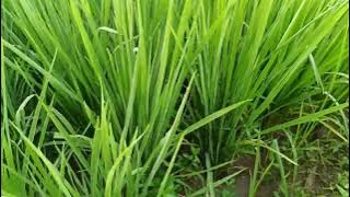 padi Mapan 05 vs Intani 602, 50 hst.