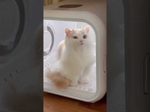 فيديو: القط الاستحمام 101