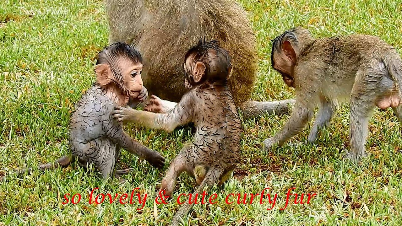 petco hours AFTER RAINING, SWEETIE BABY LIZZA COMES TO PLAY WITH CUTIE BABY FARRAH & OTHERS ON GRASS HAPPILY .