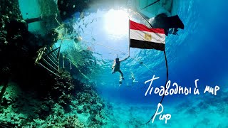 Египет 2024 🇪🇬 Xperience Sea Breeze Resort Подводный мир Море Риф