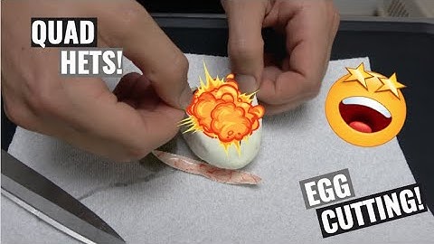 IS THAT A QUAD? Ball  Python Egg Cutting!