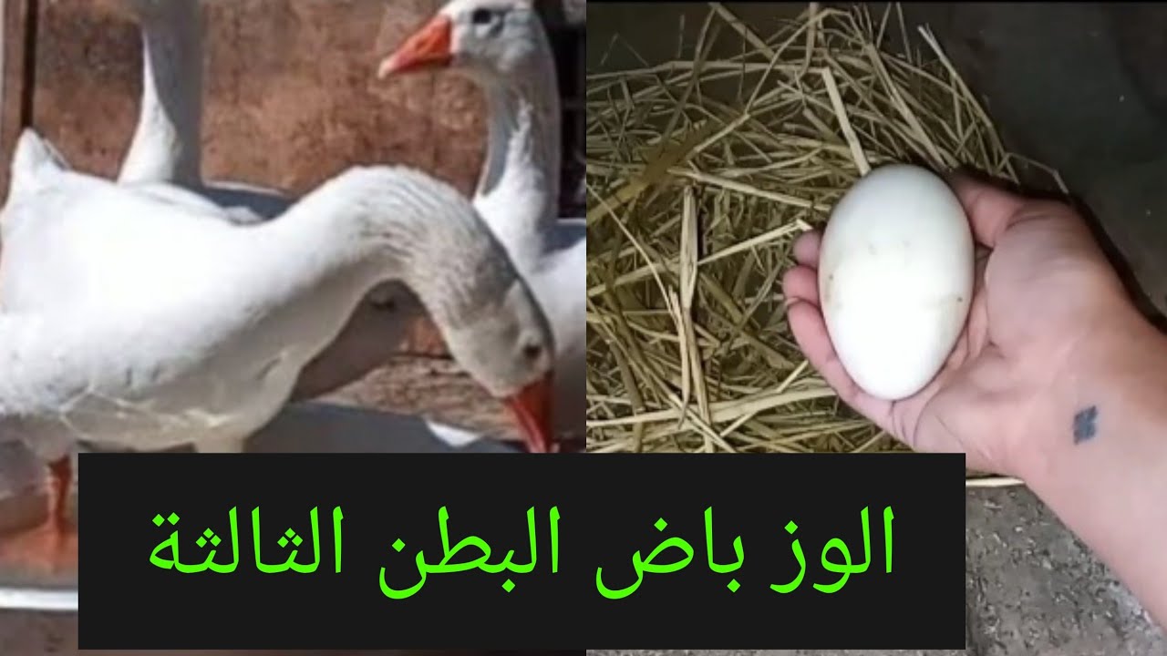 بشاير بشاير 🪿الوز باض البطن الثالثة🥚 خير جديد ورزق جديد 🥚علي سطح ام فيلو 😉
