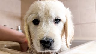Mia's Golden Retriever Puppy's First Bath! [Cutest Video Ever]