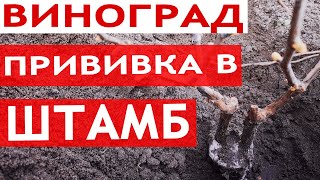 Прививка винограда в штамб || Сроки, Время Прививки Винограда Весной || Лучший способ прививки