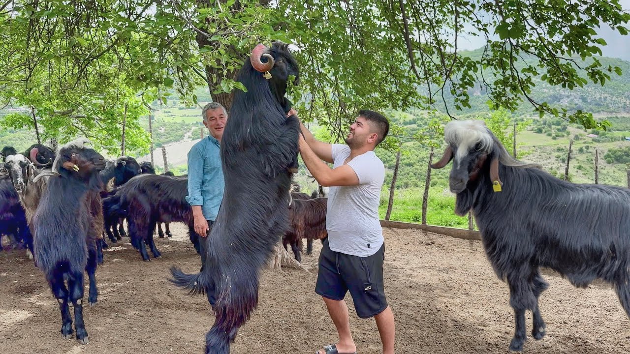 SON KURBANLIKLAR  ! KURBANLIK SATIŞI - OSMANİYE