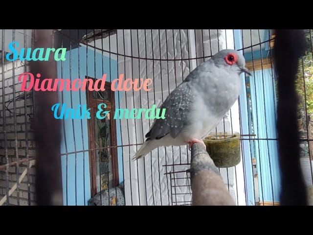 Diamond Dove Singing l Perkutut Australia gacor @BnFarm class=