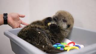 Sea Otter Pup Weigh In