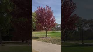 UWRF School Counseling Campus in Fall