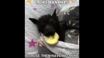 Thumbnail of I like bananas because they have no bones