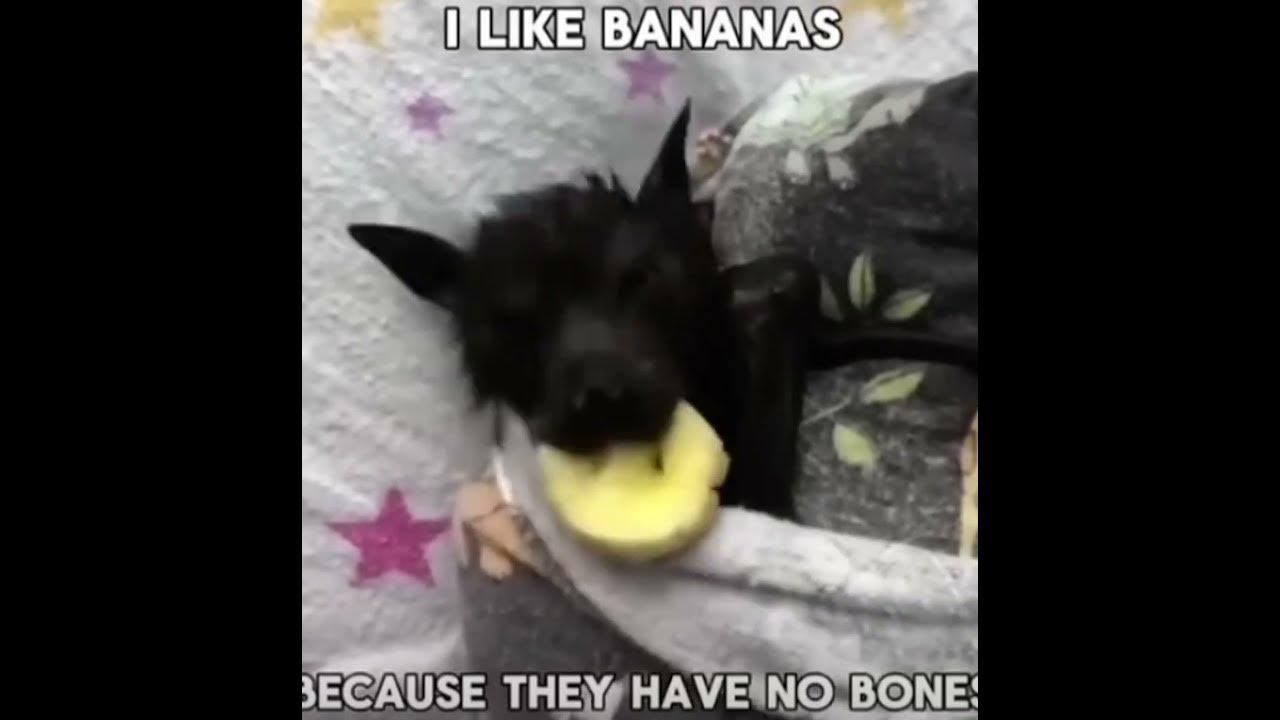 I like bananas because they have no bones