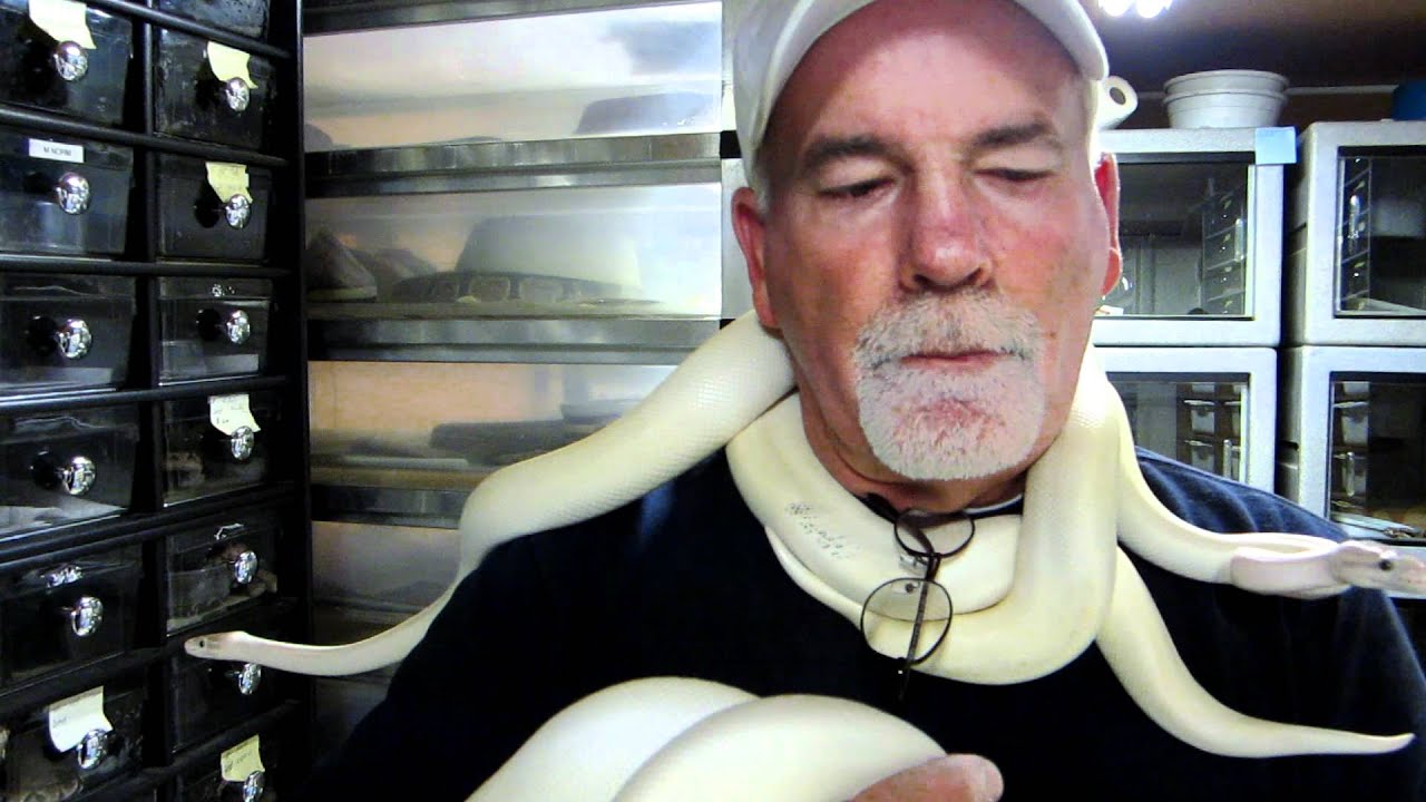 snakes eating dogs Brian Gundy Gives Update On Super Gold Blush Mojaves / BEls