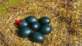انظر لماذا يهتم المزارعين بهذا البيض الاسود ، لن تصدق ما الذي يخرج منه