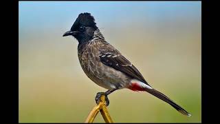 تغريد طفرات البلبل  BULBUL MUTATIONS