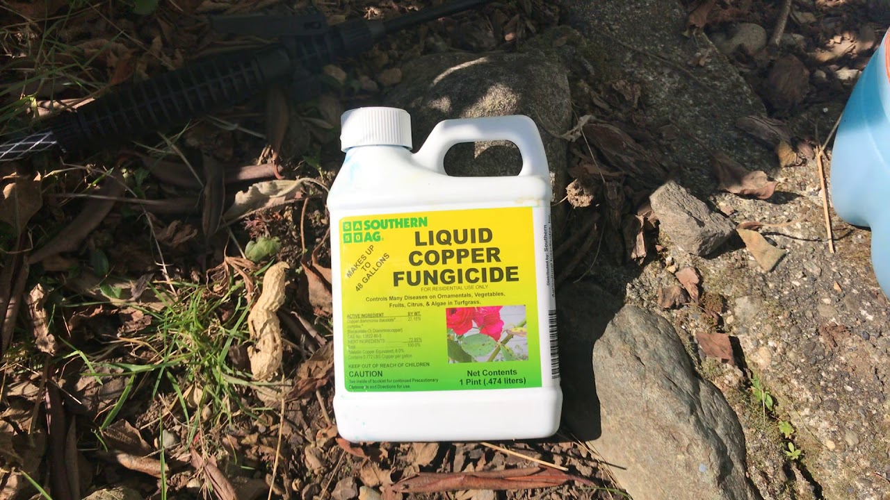 Copper Fungicide Spray Fruit Trees YouTube Copper Fungicide Spray Fruit Trees YouTube