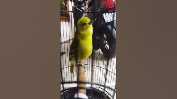 SUARA PALING MERDU ,SIRTU JINAK MANJA LUCU BIKIN GEMES