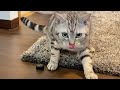 遊んでいたお友達が帰ってしまう時の猫の反応