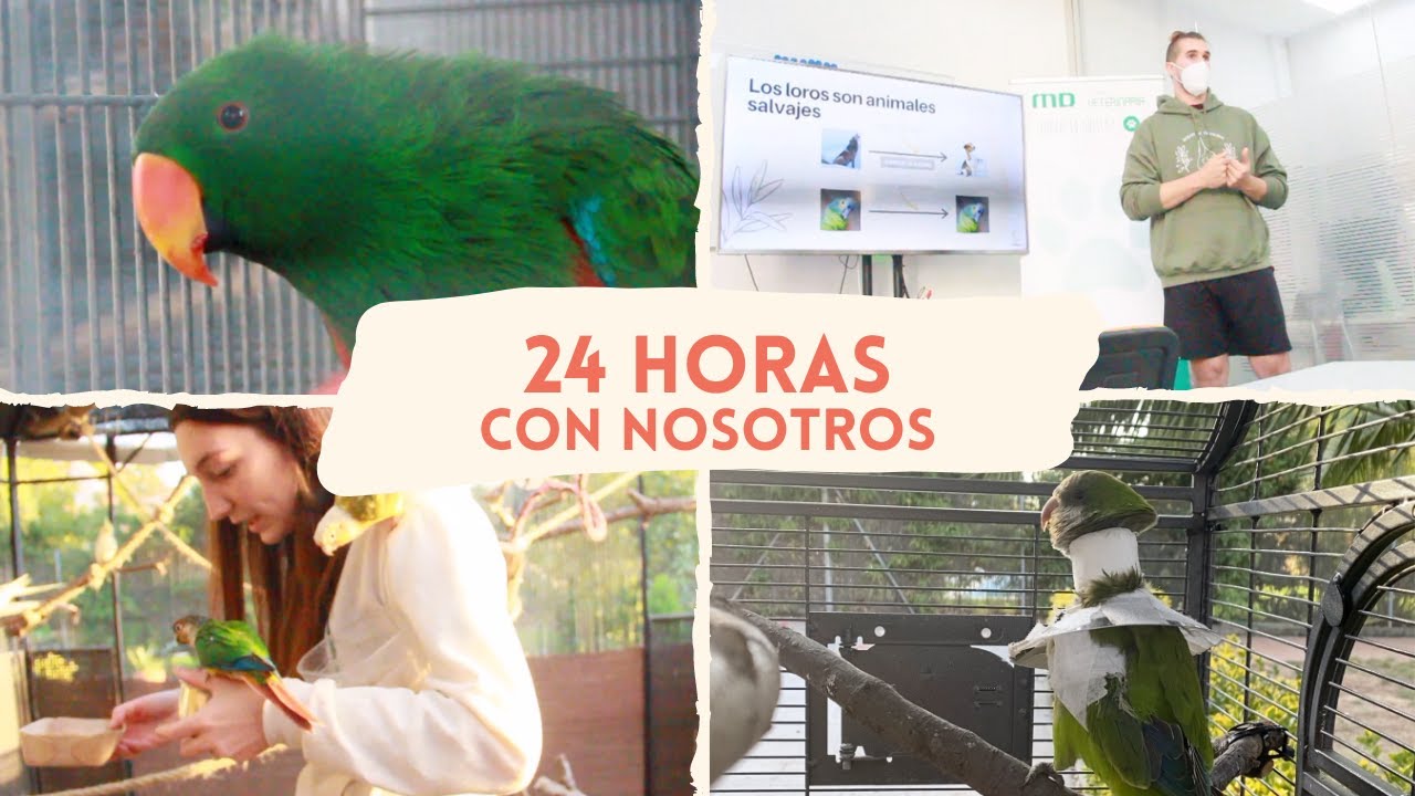 24H CON NOSOTROS | AVETROPIC