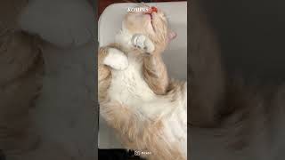 Can Cats Remember Humans?