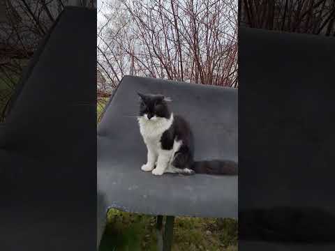 Видео: У кота Кузи с утра трава сырая #cat #кот #домашниеживотные