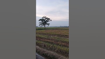 Cảnh đẹp quê hương #rongchơimỗingày #shorts