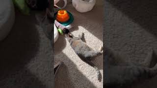 Tabby cat is satiated after a walk on a harness. by My Pampered Kitties 77 views 9 days ago 1 minute, 17 seconds