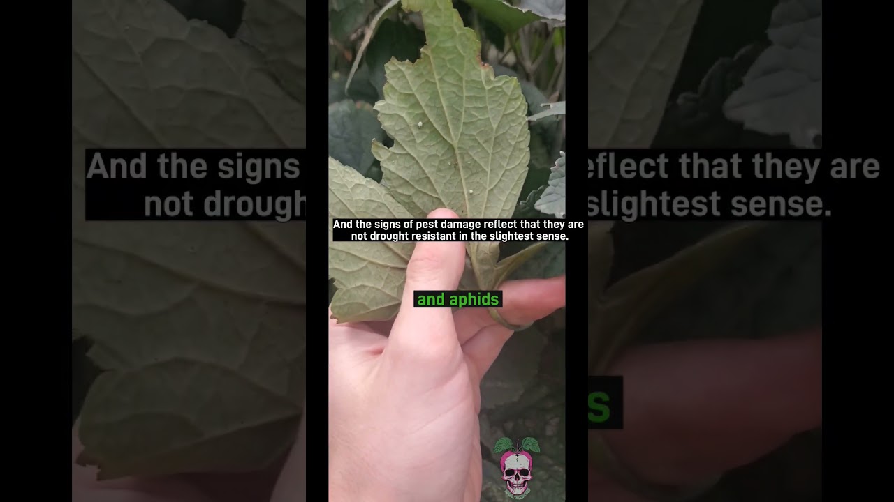 Windflower Anemone is a woodland garden perennial.