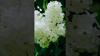 Syringa 'Vestale': A Delicate Symphony Of White Lilac Beauty |