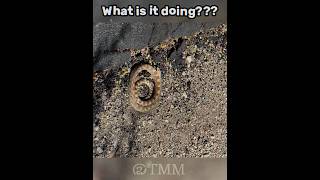 It needs help... #shorts #shortsfeed #nature