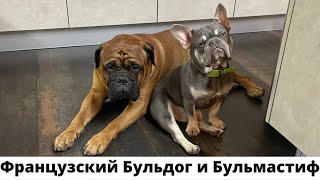 Французский Бульдог и Бульмастиф/Мы вдохновились на покупку второй собаки.