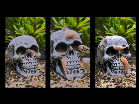Ancistrus feat Gobies feat Pufferfish