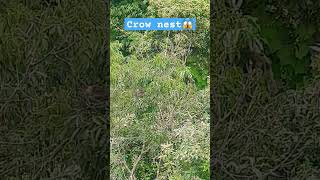 Crow nest #birds #Crow #nest #forest #shorts