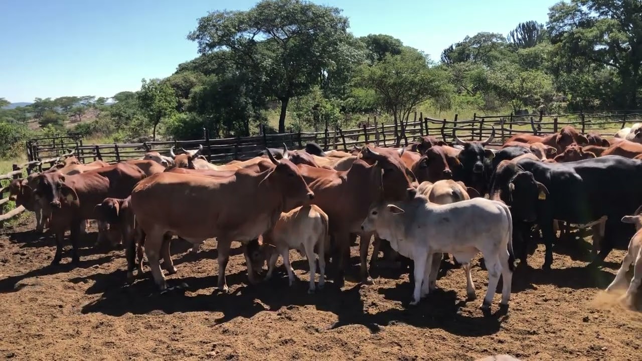 The joy of farming loving these beautiful creatures