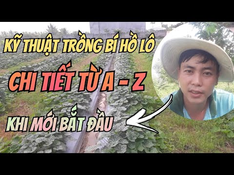 Video kinh nghiệm trồng bí đỏ hồ lô đạt năng xuất khi mới... - youtube