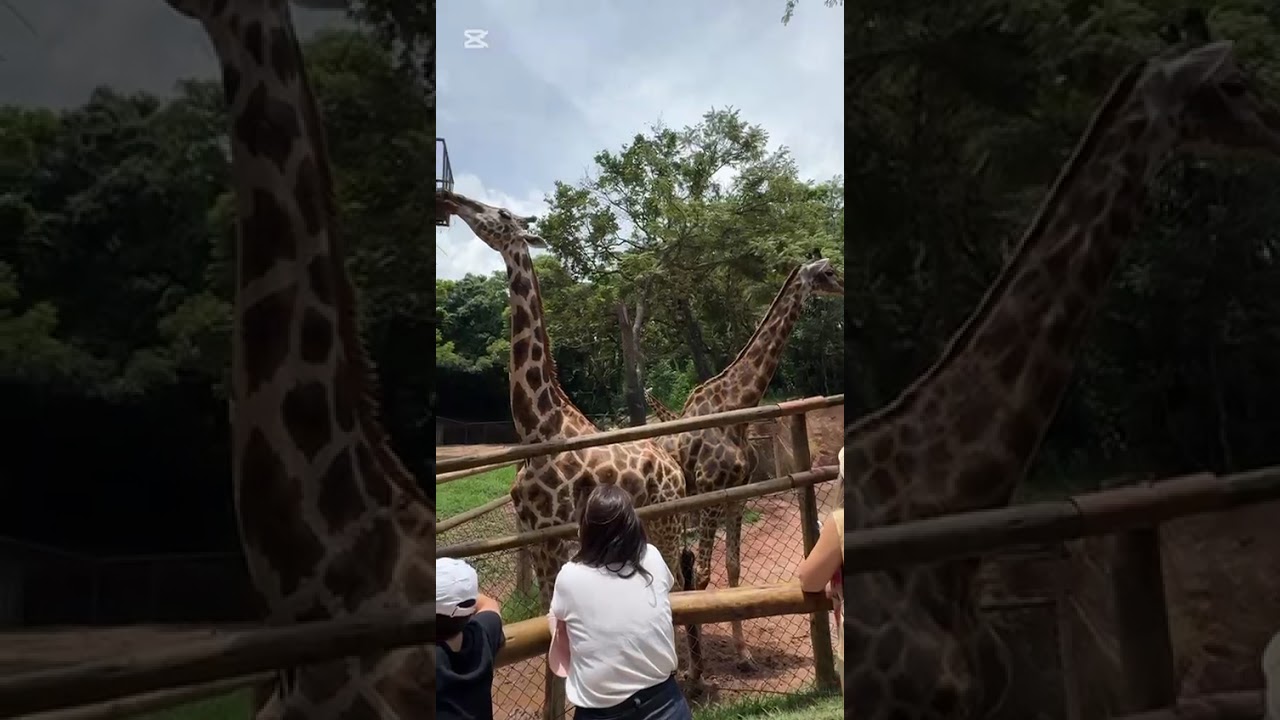 Zooparque Itatiba 2026 , Tour completo 