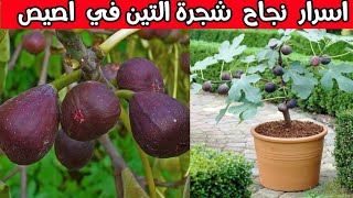 اسرار نجاح شجرة التين في اصيص