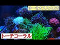（海水水槽）マリンゆーきおススメLPS　トーチコーラル特集！