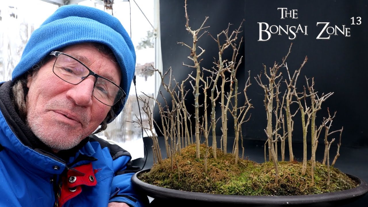 Обрезка моего леса из деревьев маклюры апельсиновой, The Bonsai Zone, январь 2026 г.