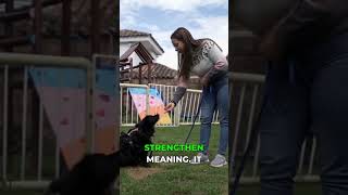 Dog Training Mistake Why Repeating Commands Fails #dogtraining #dog